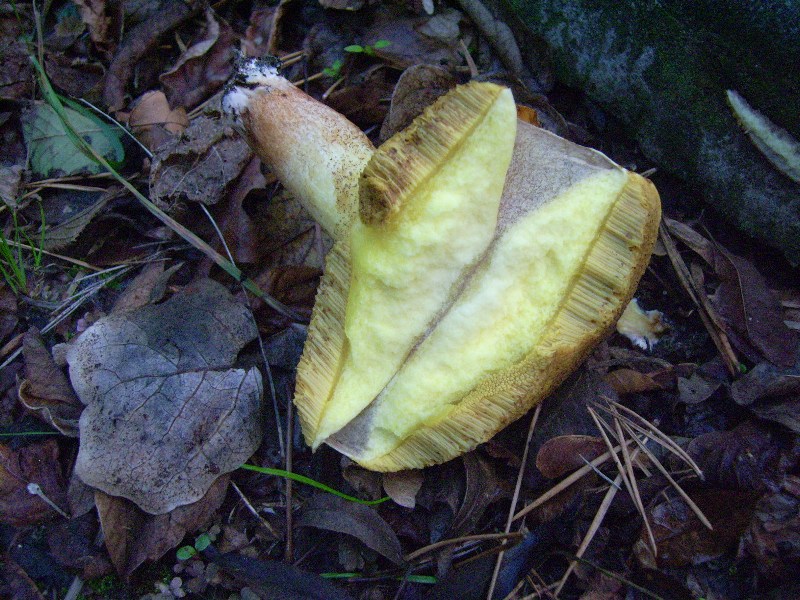 Boletus granulatus